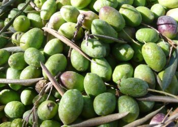 Carbón vegetal de biochar mejora la salud del suelo del olivar europeo