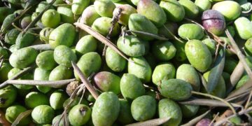 Carbón vegetal de biochar mejora la salud del suelo del olivar europeo