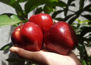 El sector orgánico se consolida como aliado de un futuro sostenible