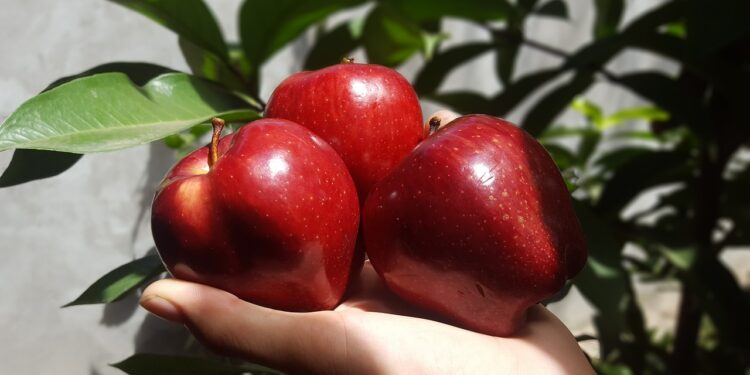 El sector orgánico se consolida como aliado de un futuro sostenible