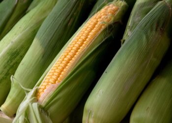 México legislará en febrero contra maíz transgénico