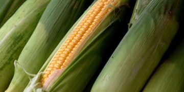 México legislará en febrero contra maíz transgénico