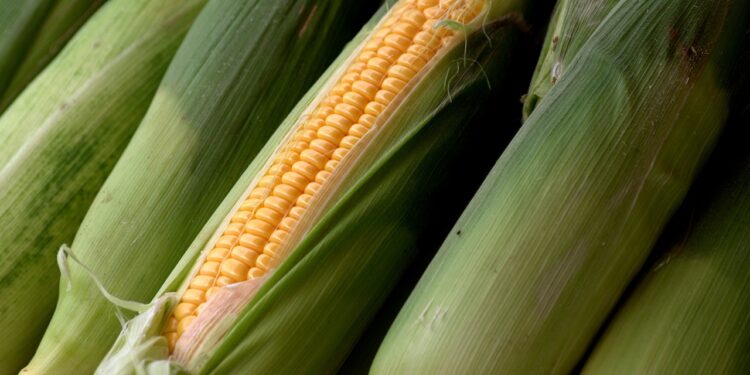 México legislará en febrero contra maíz transgénico