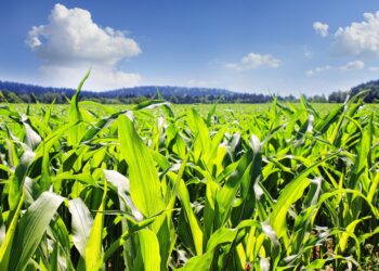 Precio del maíz se disparará en 2025