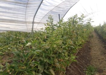 Biosoil, herramienta ideal para uso eficiente de agua en producción agrícola