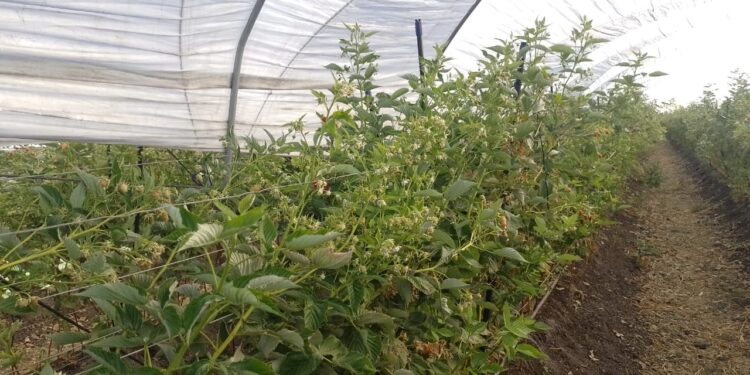 Biosoil, herramienta ideal para uso eficiente de agua en producción agrícola