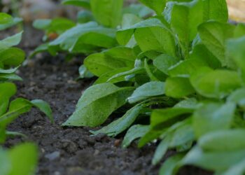 Cinco mil toneladas de residuos son materia prima para fertilizantes orgánicos