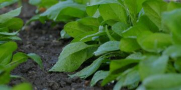 Cinco mil toneladas de residuos son materia prima para fertilizantes orgánicos