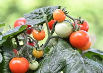 Cooperativas buscan transformar los residuos del tomate en bioestimulantes