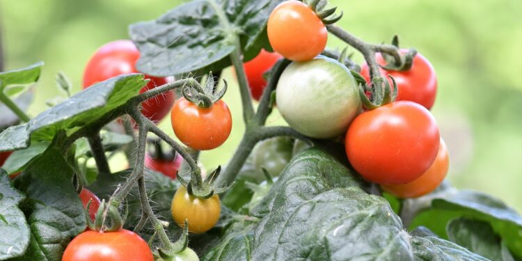 Cooperativas buscan transformar los residuos del tomate en bioestimulantes
