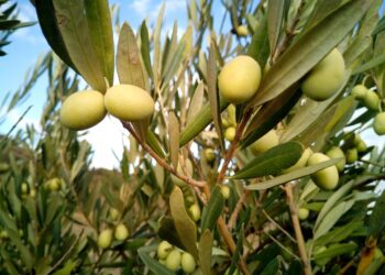 España retoma el liderazgo en producción ecológica dentro de la UE