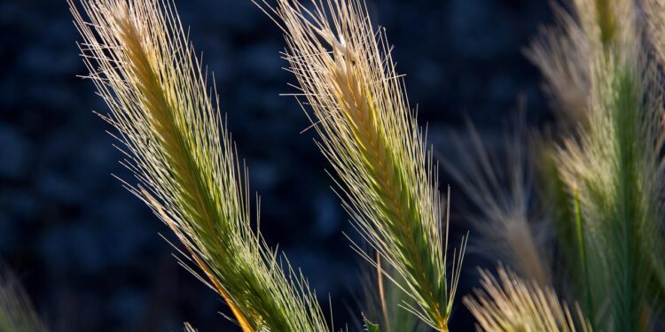 La edición genómica divide a la agricultura convencional y ecológica