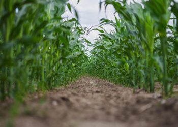 Michoacán incrementa el uso de insumos agrícolas orgánicos