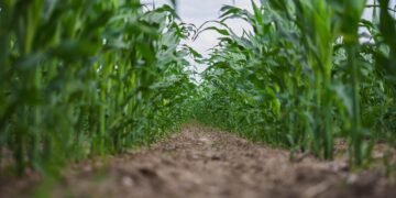 Michoacán incrementa el uso de insumos agrícolas orgánicos