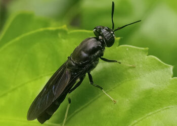 Mosca soldado ayuda a gestionar los residuos orgánicos