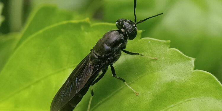 Mosca soldado ayuda a gestionar los residuos orgánicos