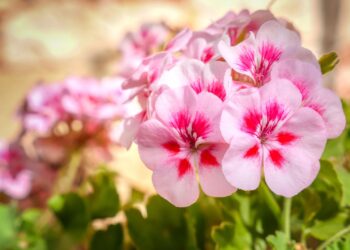 Biomasa de una microalga mejora el desarrollo de ornamentales