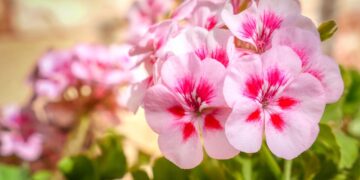 Biomasa de una microalga mejora el desarrollo de ornamentales