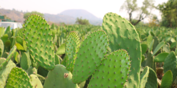 Con residuos de nopal, investigadores mexicanos obtienen biofertilizante