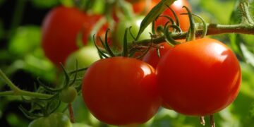 Cooperativas buscan transformar los residuos del tomate en bioestimulantes