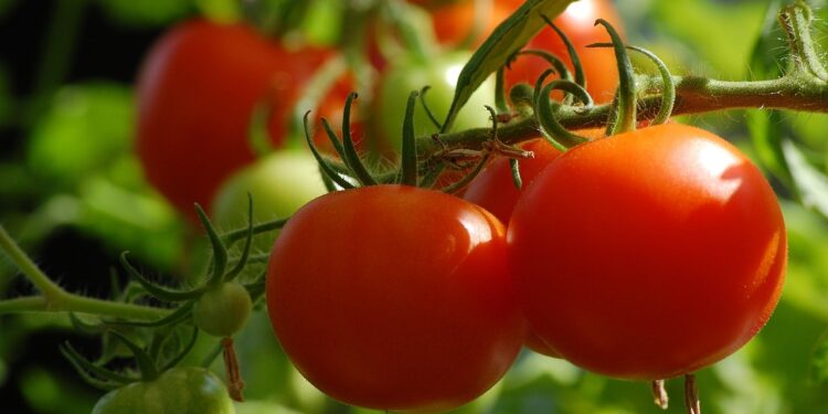 Cooperativas buscan transformar los residuos del tomate en bioestimulantes