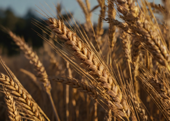 Entran en vigor aranceles chinos a los productos agrícolas de Estados Unidos