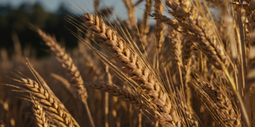 Entran en vigor aranceles chinos a los productos agrícolas de Estados Unidos