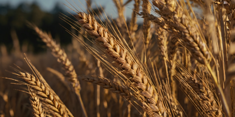 Entran en vigor aranceles chinos a los productos agrícolas de Estados Unidos