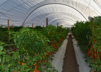 Sector agroalimentario, expuesto a riesgos por falta de blindaje estratégico