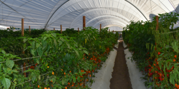 Sector agroalimentario, expuesto a riesgos por falta de blindaje estratégico