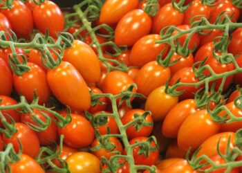 EEUU anuncia arancel del 20.91% al tomate mexicano