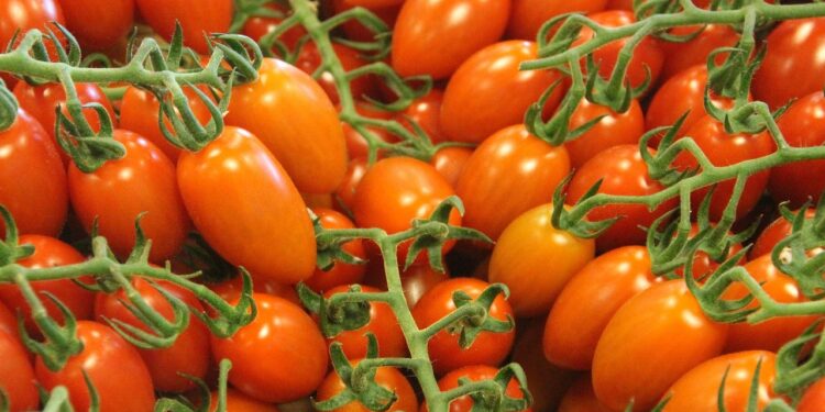 EEUU anuncia arancel del 20.91% al tomate mexicano