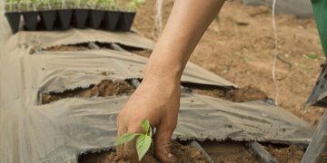 FIRA coloca bono social con enfoque de género