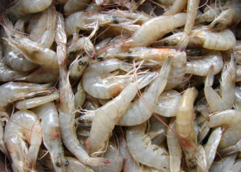 Inicia veda temporal de especies de camarón