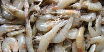 Inicia veda temporal de especies de camarón