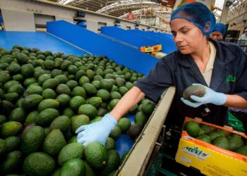 Ocho municipios en Guerrero, Jalisco, Michoacán y Nayarit son declarados zona libre de plagas del aguacatero