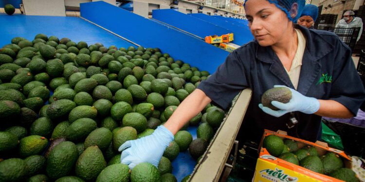 Ocho municipios en Guerrero, Jalisco, Michoacán y Nayarit son declarados zona libre de plagas del aguacatero