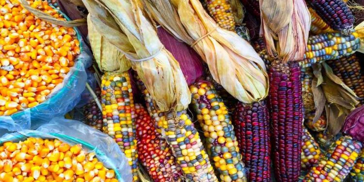 Agrónomos advierten riesgos ante cultivo ilegal de maíz transgénico