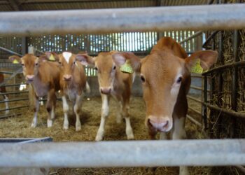 Caen 60% las exportaciones de carne a EEUU: Comercarne