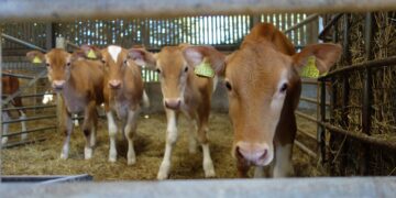 Caen 60% las exportaciones de carne a EEUU: Comercarne