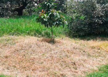 Herbitech: control post emergente de malezas