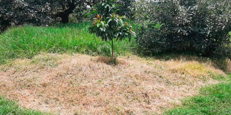 Herbitech: control post emergente de malezas