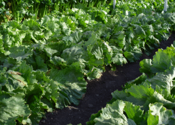Estudio apunta que la agricultura regenerativa puede producir igual que la convencional