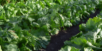 Estudio apunta que la agricultura regenerativa puede producir igual que la convencional