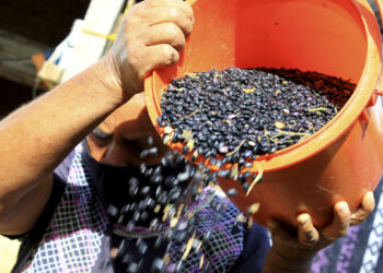 Legumbres, aliadas de la alimentación y del suelo