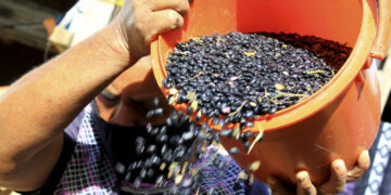 Legumbres, aliadas de la alimentación y del suelo