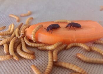 Insectos comestibles son el eje de un círculo virtuoso