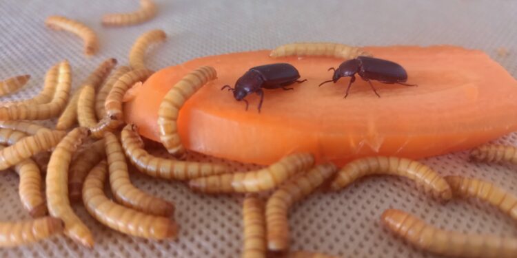 Insectos comestibles son el eje de un círculo virtuoso