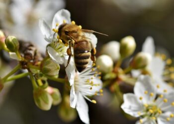Plaguicidas, guerras y microplásticos amenazan la supervivencia de las abejas