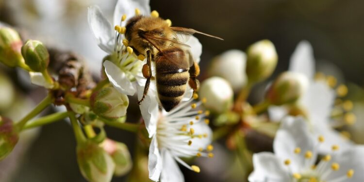 Plaguicidas, guerras y microplásticos amenazan la supervivencia de las abejas